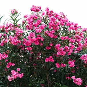 Bougainvillea Wall Art, Greek Flowers Print, Bougainvillea Photography, Greece Wall Print, Greek Island Flowers, Greece Photo Prints