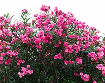 Bougainvillea Wall Art, Greek Flowers Print, Bougainvillea Photography, Greece Wall Print, Greek Island Flowers, Greece Photo Prints