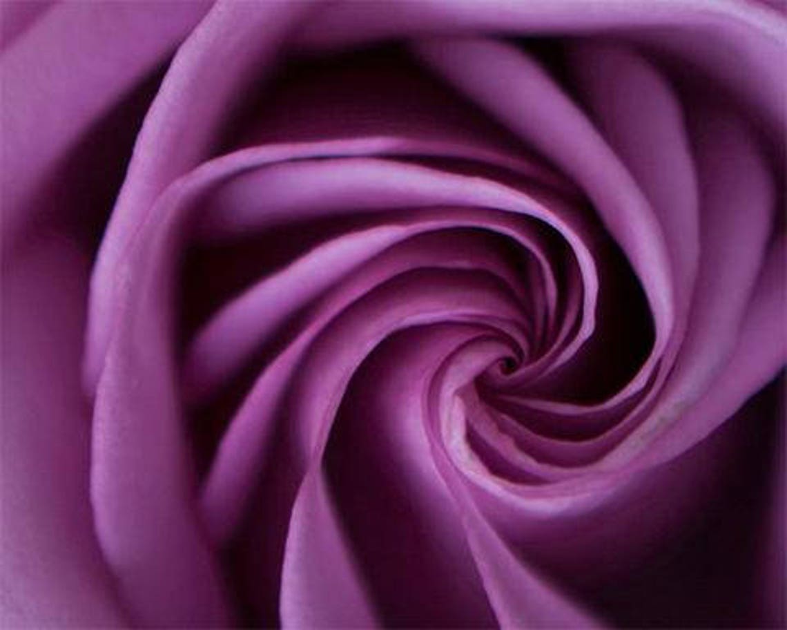 Purple Flower Wall Art, Roses Photography, Purple Roses Print, Picture