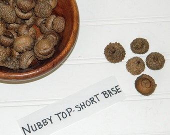 Nubby Textured Acorn Caps, Natural Craft Supplies, Short Shallow Base Cap, Real Acorn Caps