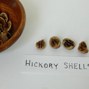 May include: A bowl filled with hickory nut shells, with five individual shells lined up below the bowl. The shells are brown and have a rough texture. A white label below the shells reads "HICKORY SHELLS".
