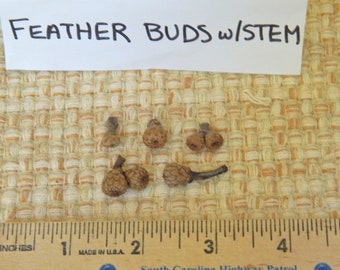 Acorn Buds with Rounded Base and Stem, Feathery Appearance, Smooth Base, Arts and Crafts, Ornament Supplies, Fairy House Decor