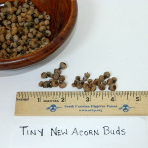 Teeny Tiny Acorn Buds, Natural Plant Product, Crafting Supply, Fairy House Decor, Potpourri Ingredient, Arts and Crafts, Unopened Acorn Caps