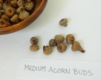 Medium Size Acorn Buds, Raw Materials, Crafting Supplies, Arts and Crafts Project, Art Teacher Materials, Rustic Ornament, Fairy House Decor