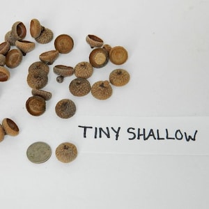 May include: A collection of small, shallow acorn caps in various shades of brown. The caps are arranged in a loose cluster on a white surface. A small piece of paper with the text "TINY SHALLOW" is placed below the caps.
