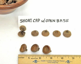 Acorn Caps for Crafts, Short Base with Crisp Edge, Peg People Caps, Arts and Crafts, Open Wide Base with Feathery Surface, Sturdy Weight RTS