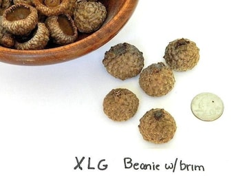 Pebbly Textured Caps with Rolled Edge, Extra Large Deep Bowl Shaped Cap, Natural Craft Materials, Real Acorn Caps, Uneven Surface