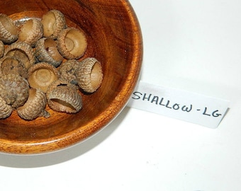 Shallow Large Acorn Caps - Natural Craft Supply - Rustic Home Decor - Country Wedding Decor - Fall Mantlescape - Kids Arts and Crafts