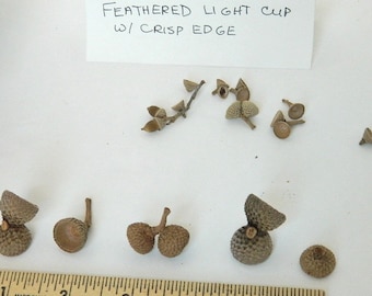 Acorn Tops, Light Feather Cup w/Stem. Natural Product, Arts and Craft Project Supplies, Rustic Decor, Fairy House Decor, Floral Display Item