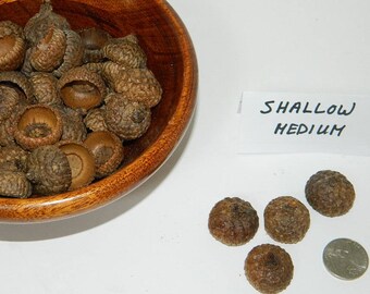 Natural Acorn Caps, Shallow Medium Size, Golden Color Caps, Craft Supplies, Rustic Home Decor, Kids Arts and Crafts, Teacher's Art Supplies