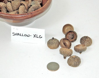 Shallow Extra Large Acorn Caps, Natural Craft Supply, Fairy House Roof, Peg People Caps, Rustic Wedding Decor, Wood Oak Acorn Button Craft