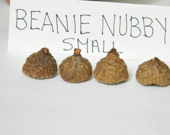 Nubby Textured Small Deep Acorn Caps, Pebbly Surface, Great for a Variety of Crafts, Kids Arts and Crafts, Natural Craft Materials, RTS