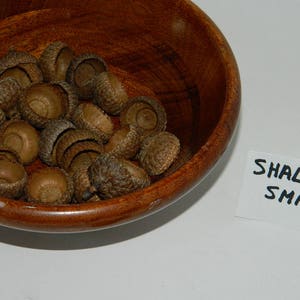 Puede incluir: Un cuenco de madera lleno de bellotas marrones. Las bellotas tienen tapas texturizadas y cuerpos lisos y redondeados. El cuenco es de un color marrón rojizo cálido. Una pequeña tarjeta blanca con las palabras "SHALLOW SMALL" está en la imagen.