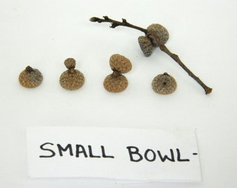 Natural Acorn Caps, Small Bowl Shape, Crafting Materials, Kids Art Projects, Rustic Wedding Decor, Miniature Fairy Garden Implements