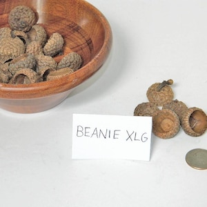 Può includere: Una ciotola di legno piena di cupole di ghianda, con un piccolo mucchio di cupole di ghianda accanto. Un cartoncino bianco con il testo "BEANIE XLG" è nell'immagine.