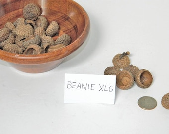 Beanie Extra Large Acorn Caps, Natural Product, Craft Supplies, Christmas Ornament Craft, Kids Arts and Crafts