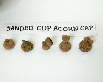 Cupped Acorn Caps with Sanded Brushed Surface. Light Pretty Caps, Crafting Materials, Arts and Crafts