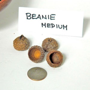 Medium Size Natural Acorn Caps, Deep Beanie Caps, Bowl Shape Acorn Caps, Natural Arts and Craft Supply, Peg People Caps, Fairy House Decor