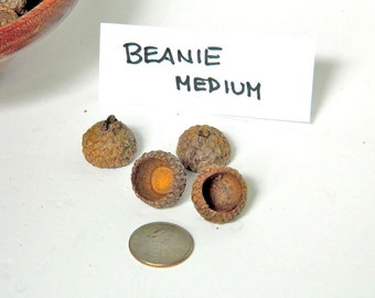 Medium Size Natural Acorn Caps, Deep Beanie Caps, Bowl Shape Acorn Caps, Natural Arts and Craft Supply, Peg People Caps, Fairy House Decor