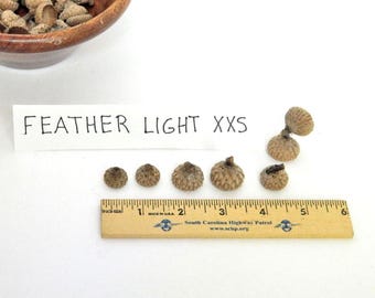 Acorn Caps Light, Feathered Surface Peaked Cap, Real Acorn Tops, Natural Crafting Supply, Arts and Crafts Supplies, Child's Art Project