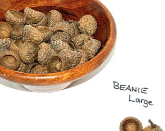 Large Acorn Caps, Beanie Style Deep Bowl Shaped Tops, Art and Craft Materials, Rustic Wedding Decor, Natural Ornament Craft, Jewelry Supply