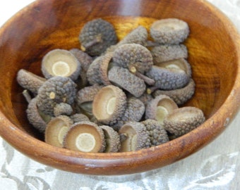 Large Textured Acorn Caps, Shallow Base Caps, Peg People Caps, Natural Arts and Crafts, Felted Acorn Supplies, Art Teachers Craft Materials