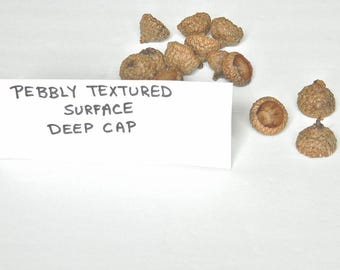 Large Size Acorn Caps, Pebbly Textured Deep Top, Crafting Supplies, Kids Arts and Crafts, Rustic Fairy House, Cleaned and Ready to Ship
