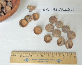 Shallow Acorn Caps, Extra Small Size, Natural Craft Product, Kids Arts and Crafts, Rustic Decor, Peg People Cap, Rustic Jewelry, Fairy House