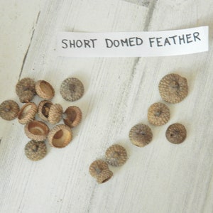 Pode incluir: Uma coleção de tampas de bolotas e bolotas secas é disposta sobre uma superfície de madeira branca e desgastada. Um pequeno pedaço de papel com o texto "SHORT DOMED FEATHER" é colocado acima das bolotas. As tampas das bolotas são castanhas e bege.
