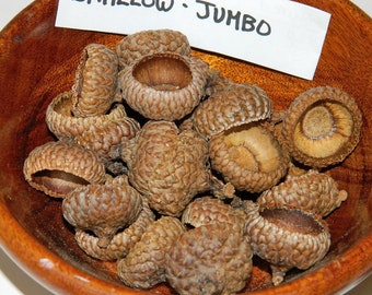 Shallow Jumbo Size Acorn Caps, Wide Base Caps, Real Acorn Tops, Plant Product, Natural Crafting Supplies, Teachers Arts and Craft Supplies