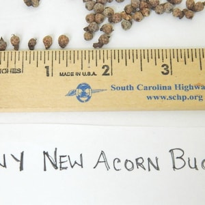 Teeny Tiny Acorn Buds, Natural Plant Product, Crafting Supply, Fairy House Decor, Potpourri Ingredient, Arts and Crafts, Unopened Acorn Caps