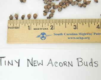 Teeny Tiny Acorn Buds, Natural Plant Product, Crafting Supply, Fairy House Decor, Potpourri Ingredient, Arts and Crafts, Unopened Acorn Caps
