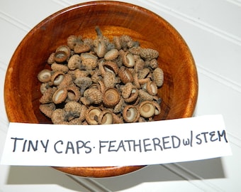 Tiny Acorn Tops with Stem, Natural Plant Product, Craft Supplies, Teachers Arts and Crafts, Kids Art Project, Fairy House Decor, Rustic