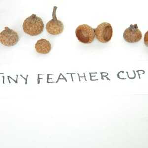 Tiny Size Feathered Cup Acorn Caps, Natural Crafting Product, Real Acorn Caps, Arts and Craft Materials