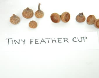 Tiny Size Feathered Cup Acorn Caps, Natural Crafting Product, Real Acorn Caps, Arts and Craft Materials