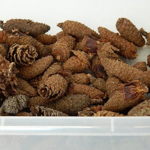 小さな松ぼっくりの鞘、滑らかな質感、未開封の「雄」の松ぼっくり、工芸プロジェクト用。