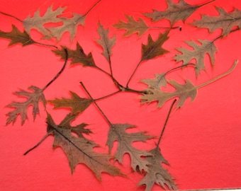 Dried Baby Oak Leaves, Natural Product, Crafting Supplies, Arts and Crafts Materials, Pressed Oak Leaves