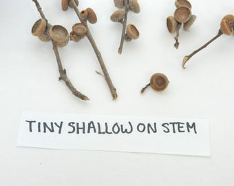 Tiny Shallow Caps on Stems, Natural Acorn Tops, Arts and Crafts, Raw Materials, RTS Clean Caps