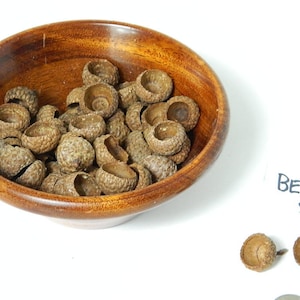 Small Acorn Tops, Beanie Style Caps, Natural Craft Product, Arts and Craft Supply, Peg People Caps, Rustic Decor, Fairy House Decor, Jewelry