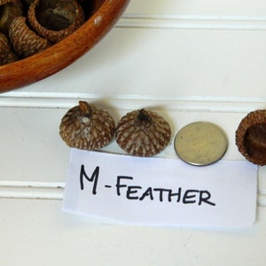 Medium Sized Natural Acorn Caps - Real Acorn Tops for Crafts - Feathered Acorn Caps - Natural Plant Product - Craft Supply - Kids Craft