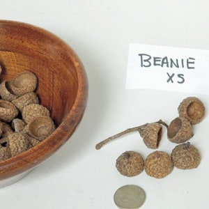 Beanie Extra Small Caps, Natural Acorn Caps for Crafting, Arts and Crafts Supplies, Potpourri Supply, Rustic Decor, Fairy House Decorations