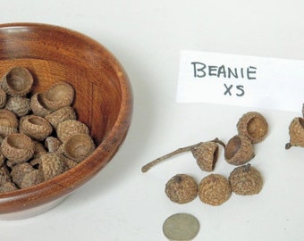 Beanie Extra Small Caps, Natural Acorn Caps for Crafting, Arts and Crafts Supplies, Potpourri Supply, Rustic Decor, Fairy House Decorations