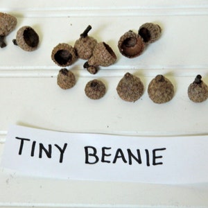 Tiny Beanie Acorn Tops, Small Real Acorn Caps, Crafting Supplies, Natural Plant Product, Kids Arts and Crafts, Tiny Birds Caps, Fairy House
