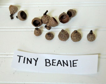 Tiny Beanie Acorn Tops, Small Real Acorn Caps, Crafting Supplies, Natural Plant Product, Kids Arts and Crafts, Tiny Birds Caps, Fairy House