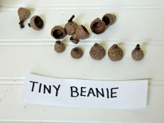 Tiny Beanie Acorn Tops, Small Real Acorn Caps, Crafting Supplies, Natural Plant Product, Kids Arts and Crafts, Tiny Birds Caps, Fairy House