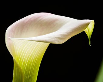 White Calla Lily Corm (zantedeschia Aethiopica) Free UK Postage - Etsy UK