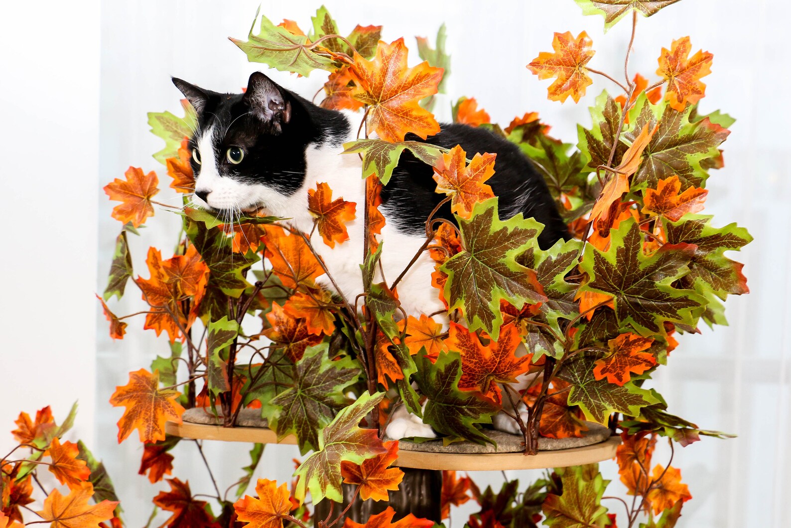 On2 Pets Cat Tree With Leaves Made in USA Cat House & Cat Etsy