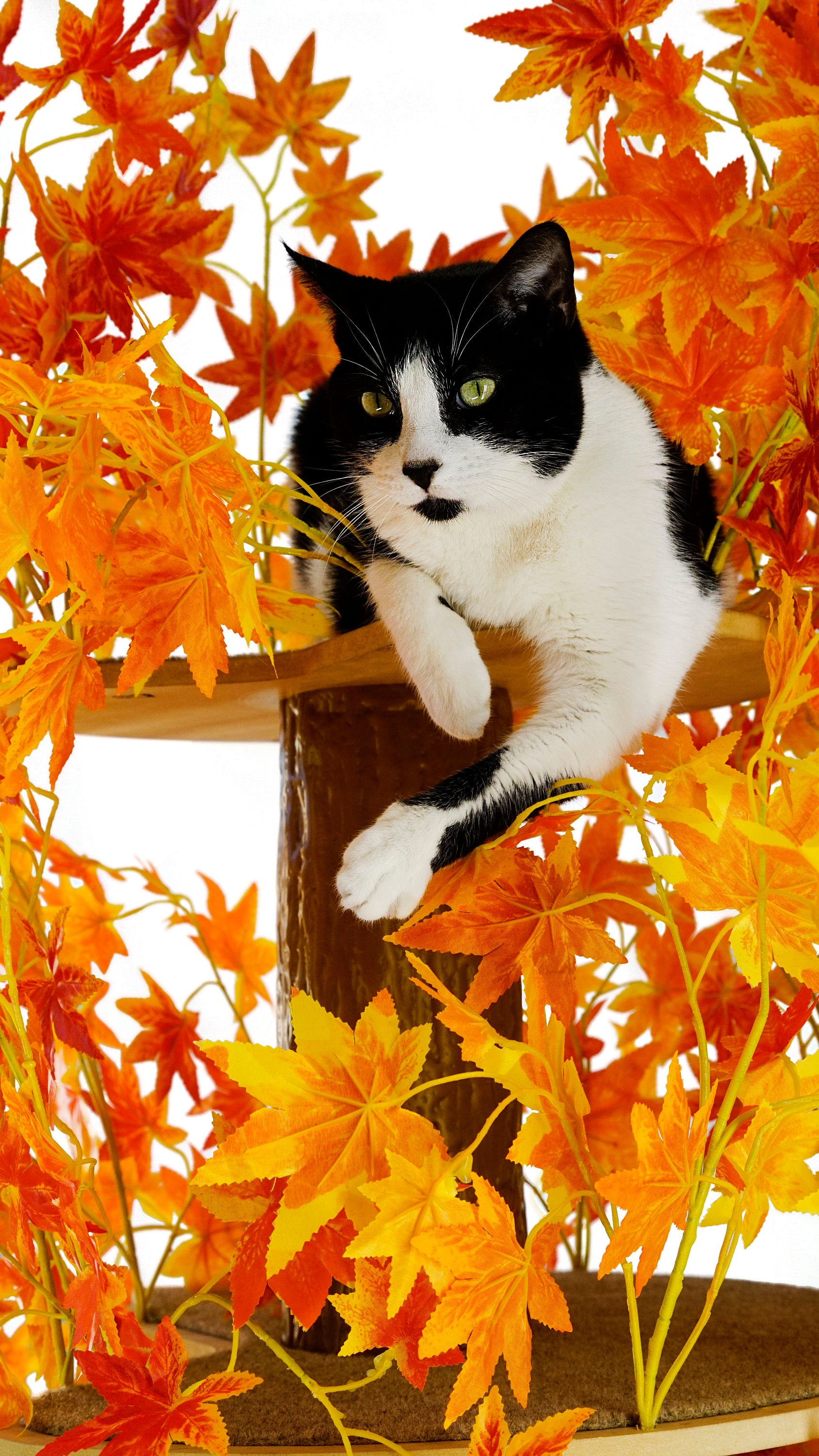 On2pets Cat Tree Tree House Tower for Climbing Playing Etsy