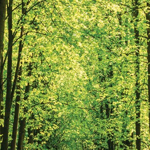 K&ouml;nnte beinhalten: Ein mit B&auml;umen ges&auml;umter Weg f&uuml;hrt durch einen &uuml;ppigen gr&uuml;nen Wald. Die B&auml;ume sind hoch und haben ein Bl&auml;tterdach, das einen Tunneleffekt erzeugt. Der Weg ist aus Erde und von gr&uuml;nem Gras umgeben.