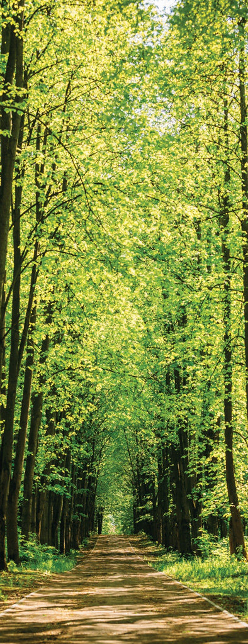 K&ouml;nnte beinhalten: Ein mit B&auml;umen ges&auml;umter Weg f&uuml;hrt durch einen &uuml;ppigen gr&uuml;nen Wald. Die B&auml;ume sind hoch und haben ein Bl&auml;tterdach, das einen Tunneleffekt erzeugt. Der Weg ist aus Erde und von gr&uuml;nem Gras umgeben.